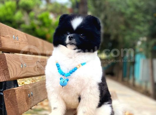 Üç Adet 1 Yaşında Erkek Pomeranian Boo Yavrularımız görsel