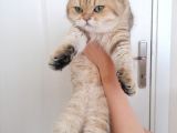 British Shorthair Erkek Kedi 