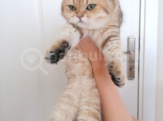 British Shorthair Erkek Kedi  görsel