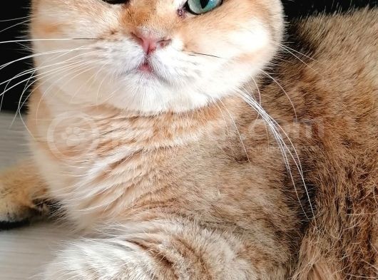 British Shorthair Erkek Kedi 