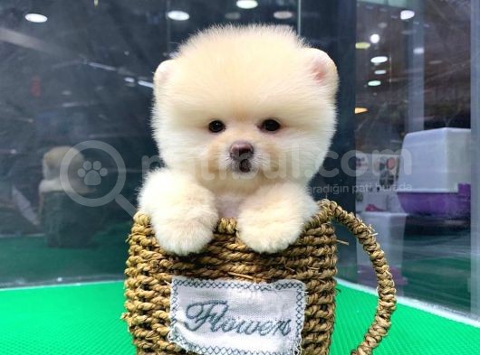 İstanbul'Da Elden Teslim Pomeranian Boo Yavrularımız