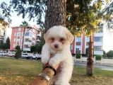 Malti̇po Ci̇nsi̇