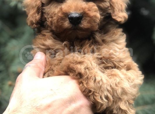 Tedyface Red Toy Poodle görsel