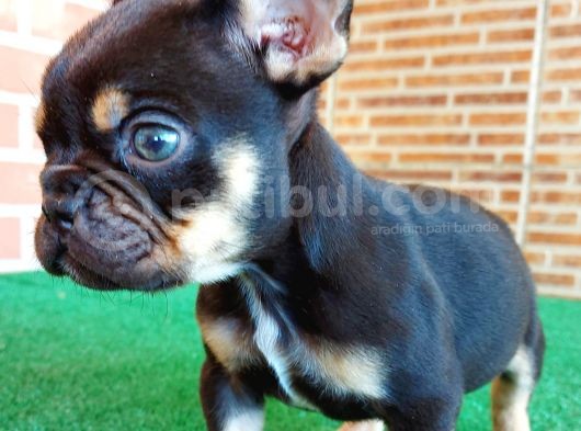 Safkan French Bulldog Black Tan Erkek Yavrumuz görsel