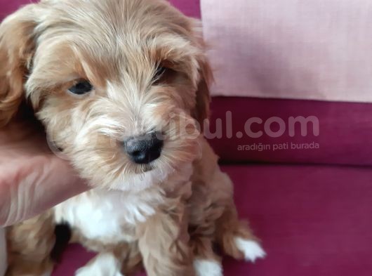 2 Aylık Maltipoo Cinsi Dişi Yavru Köpek