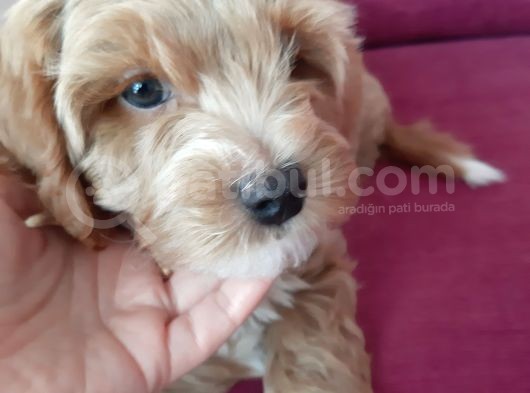 2 Aylık Maltipoo Cinsi Dişi Yavru Köpek görsel