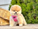 Ayi Suratli Pomerani̇an Boo Yavrularimiz