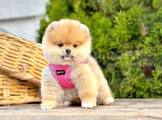 Ayi Suratli Pomerani̇an Boo Yavrularimiz görsel