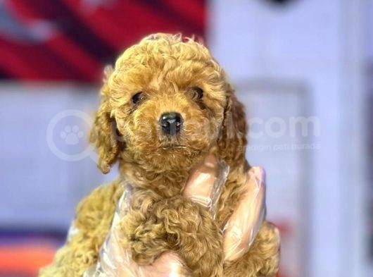 Orji̇nal Toy Poddle görsel