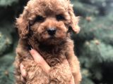 Tedyface Red Toy Poodle