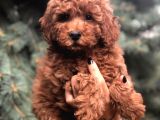 Orjinal Red Brown Toy Poodle