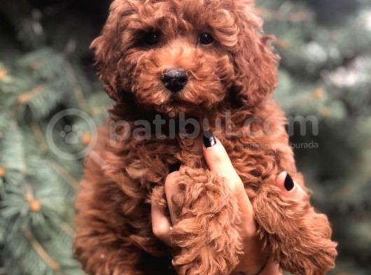 Orjinal Red Brown Toy Poodle görsel