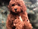 Orjinal Red Brown Toy Poodle