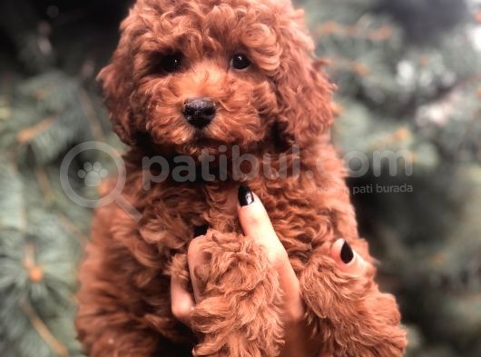 Orjinal Red Brown Toy Poodle görsel