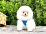 Ayicik Surat Teacup Pomeranian Bebekler