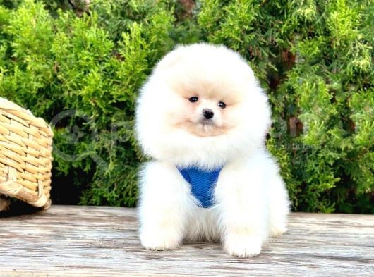 Ayicik Surat Teacup Pomeranian Bebekler görsel