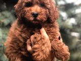 Orjinal Red Brown Toy Poodle