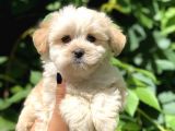 Baby Face Maltıpoo