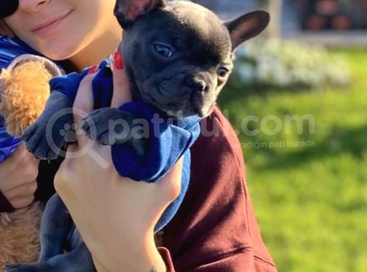 Blue Sevdiğimiz Doğrudur French Bulldog görsel