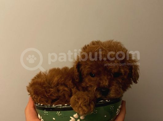 Çocuklarınıza En İyi Arkadaş Poodle Yavrularımız görsel