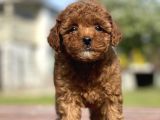 Mini Boy Toy Poodle Bebekler