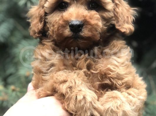 Tedyface Red Toy Poodle görsel