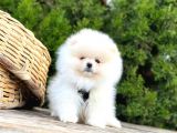 Ayicik Surat Teacup Pomeranian Bebekler