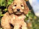 Tr En Özel Maltıpoo Yavrularımız