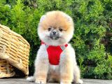 Ayi Suratli Pomerani̇an Boo Yavrularimiz