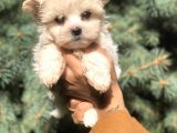Babyface Teacup Morkie