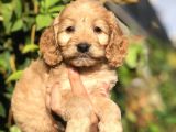 Tr En Özel Maltıpoo Yavrularımız