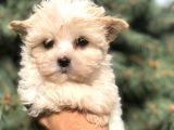 Babyface Teacup Morkie