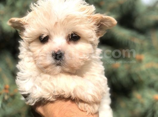 Babyface Teacup Morkie görsel