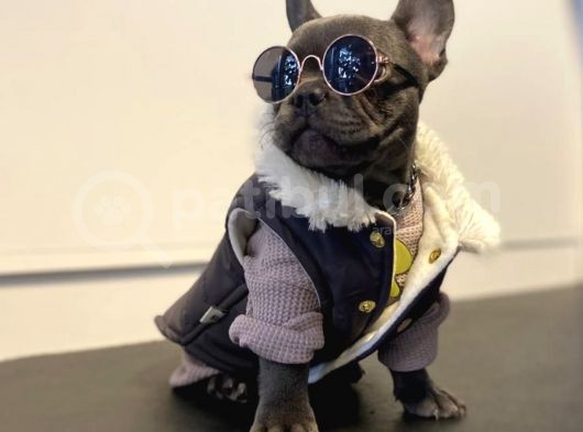 Süper Anatomi Blue French Bulldog görsel