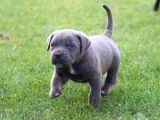 Blue Cane Corso Yavrular
