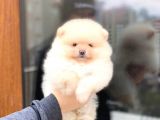 Bi̇r Bi̇ri̇nden  Güzel Yavru Köpekler Pomeranian