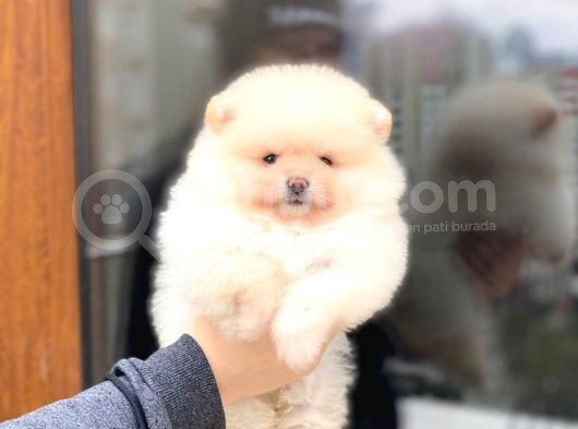 Bi̇r Bi̇ri̇nden  Güzel Yavru Köpekler Pomeranian görsel