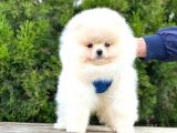 Pomeranian Boo Çocuklarımız