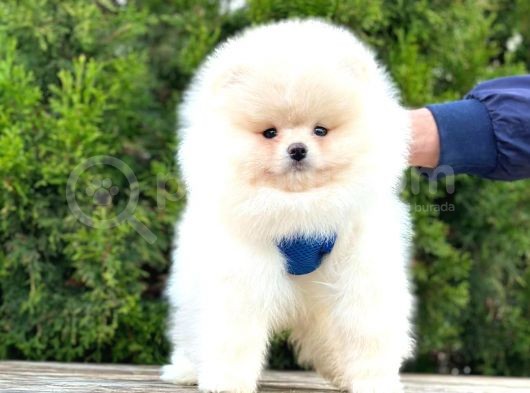 Pomeranian Boo Çocuklarımız görsel