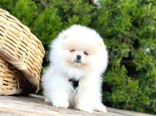 Pomeranian Boo Çocuklarımız görsel