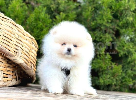 Pomeranian Boo Çocuklarımız görsel