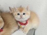 Üst Düzey Ny12 Gen Hatti Golden Di̇şi̇ Bebek