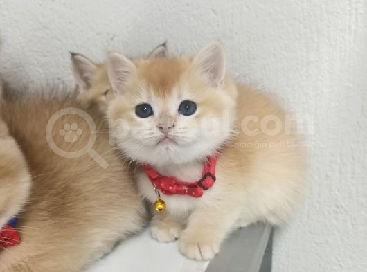 Üst Düzey Ny12 Gen Hatti Golden Di̇şi̇ Bebek