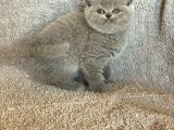 Bebek Yüzlü Orji̇nal Bri̇ti̇sh Shorthai̇r Di̇şi̇ Ve Erkek Yavrular