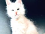 Pet Secereli Mainecoon Erkek