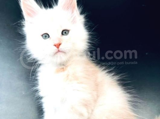 Pet Secereli Mainecoon Erkek görsel