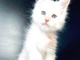Pet Secereli Mainecoon Erkek