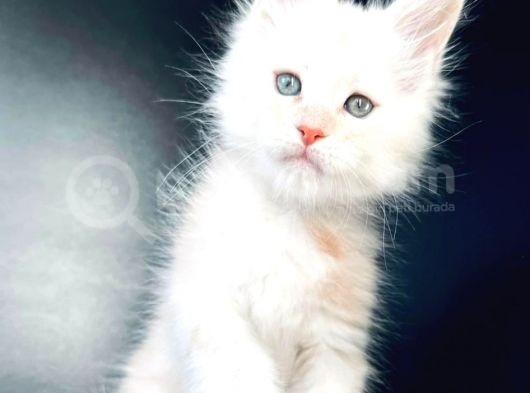 Pet Secereli Mainecoon Erkek görsel