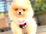 Di̇şi̇ Pomerani̇an Boo Teacup