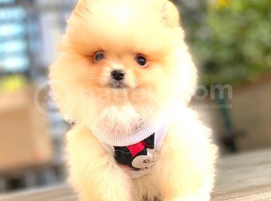 Di̇şi̇ Pomerani̇an Boo Teacup görsel